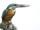 Adult Male Common Kingfisher, Alcedo Atthis, with a Fish for Chicks