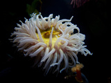A Colorful Sea Anemone