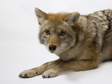 Buy A Coyote, Canis Latrans at AllPosters.com