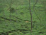 Tea Plantation Bushes Contour Along Hillside, Darjeeling, India