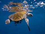 Buy A Sea Turtle Offers Some Protection to Small Fish in the Open Ocean at AllPosters.com