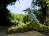 Adult Male Common Kingfisher, Alcedo Atthis, Perches Above a Stream