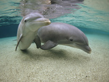 Bottlenose Dolphin (Tursiops Truncatus) Underwater Pair, Hawaii, Captive Animal