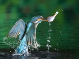 Female Common Kingfisher, Alcedo Atthis, with an Amur Bitterling