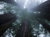 Coastal Fog Covers Redwood Treetops in the Lady Bird Johnson Grove