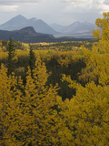 Fall Aspens at Riley Creek, Denali National Park , Alaska