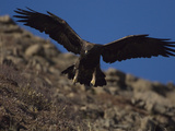 Adult Golden Eagle (Aquia Chrysaetos) , Alaska