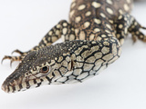 Close Up of a Perentie Monitor