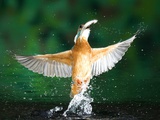 Adult Male Common Kingfisher, Alcedo Atthis, with an Amur Bitterling