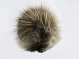 Buy Portrait of a Porcupine, Erethizon Dorsatum at AllPosters.com