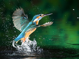 Adult Male Common Kingfisher, Alcedo Atthis, Emerging Without a Fish