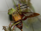 Close Up of Praying Mantis, Mantis Religiosa, Eating a Hummingbird Moth