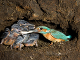 An Adult Male Common Kingfisher, Alcedo Atthis, Feeds His Chicks