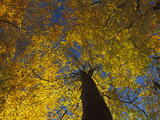 European Beech (Fagus Sylvatica) Trees from Below, Jasmund National Park, Ruegen, Germany