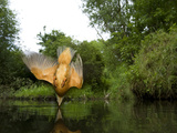 An Adult Male Common Kingfisher, Alcedo Atthis, Diving for Fish