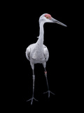Buy Florida Sandhill Crane, Grus Canadensis Pratensis at AllPosters.com