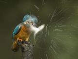 Adult Male Common Kingfisher, Alcedo Atthis, Shaking a Common Roach
