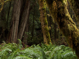 Moss Covered Redwood Trees in Prairie Creek Redwoods State Park
