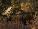 Buy Alaskan Moose: Alces Alces; Denali, Alaska at AllPosters.com