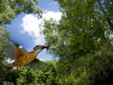 Adult Male Common Kingfisher, Alcedo Atthis, with an Amur Bitterling