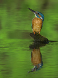An Adult Male Common Kingfisher, Alcedo Atthis, Perches on a Branch