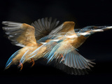 Adult Male Common Kingfisher, Alcedo Atthis, with a Topmouth Gudgeon