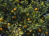 Detail of Orange Trees, Seville, Andalusia, Spain