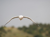 Australian Seagull Flying in the Lower Lakes Area of South Australia
