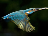 Adult Male Common Kingfisher, Alcedo Atthis, with a Topmouth Gudgeon