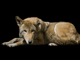 Buy A Red Wolf, Canis Rufus Gregoryi, Lying Down at AllPosters.com
