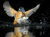 An Adult Female Common Kingfisher, Alcedo Atthis, with a Common Roach