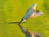 Adult Female Common Kingfisher, Alcedo Atthis, Diving to Catch Fish