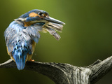 An Adult Male Common Kingfisher, Alcedo Atthis, Preening