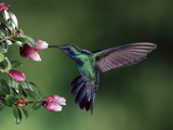 Green Violet-Ear (Colibri Thalassinus) Hummingbird, Heath (Cavendishia Capitulata), Costa Rica