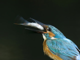 An Adult Male Common Kingfisher Repositions a Common Roach by Tossing
