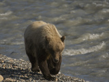 Grizzly Bear (Ursus Arctos), Alaska