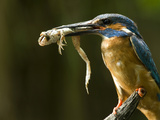 An Adult Male Common Kingfisher, Alcedo Atthis, Holds an Agile Frog