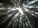 A Redwood Tree Canopy in Humboldt State Park