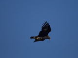 Adult Golden Eagle (Aquia Chrysaetos) , Alaska