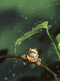 Red-Eyed Tree Frog (Agalychnis Callidryas) in Rain, Native to Central and South America