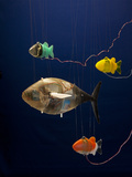 Buy Robotic Fish Developed at Mit at AllPosters.com