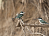 Ringed Kingfisher, Ceryle Torquata, Perched on a Tree Branch