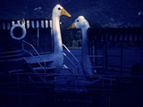 Buy Swan Shaped Figureheads on Boats on Lake Banyoles at Night at AllPosters.com