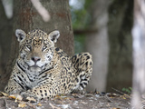 Portrait of an Endangered Jaguar, Panthera Onca, at Rest