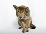 Buy A Red Wolf, Canis Rufus Gregoryi, Sitting Up at AllPosters.com