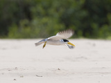 Large-Billed Tern, Phaetusa Simplex, in Flight