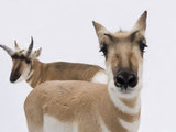 Buy A Pair of Pronghorn Antelopes, Antilocapra Americana at AllPosters.com