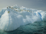 Adelie Penguin (Pygoscelis Adeliae) Riding Sculpted Iceberg, Terre Adelie Land, East Antarctica