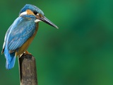 An Adult Male Common Kingfisher, Alcedo Atthis, Perches on a Branch