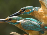 A Male, Top, Common Kingfisher, Alcedo Atthis, Mates with a Female